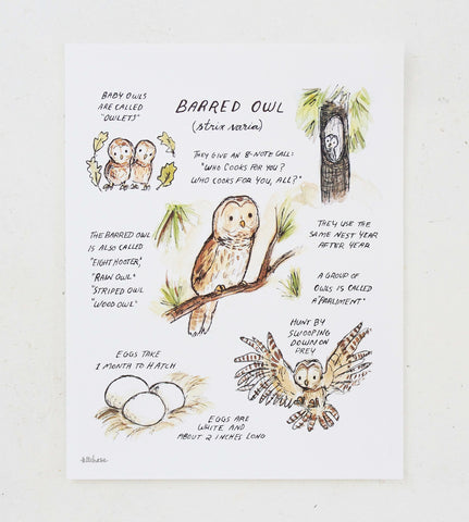 woodland guide barred owl giclee
