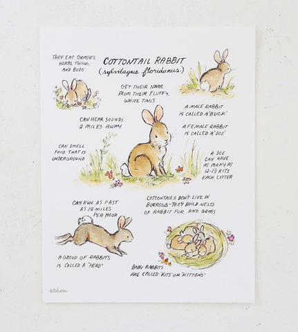 woodland guide cottontail rabbit guide