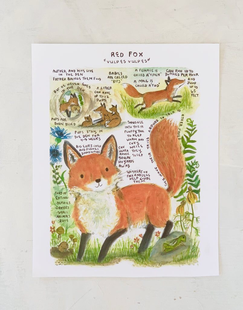 Red Fox Facts Naturalist Art Print