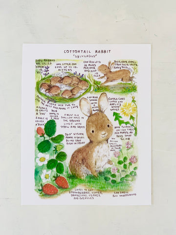 Cottontail Rabbit Facts Naturalist Art Print