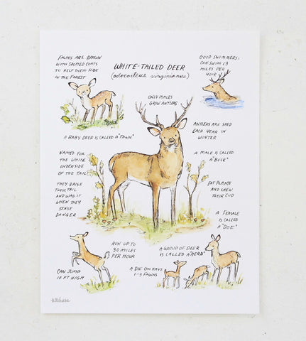 woodland guide white-tailed deer giclee